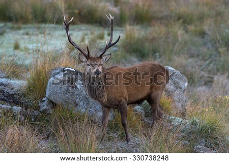 Red Deer Stag in rocky highland terrain/Red Deer Stag/Red Deer (cervus elaphus)