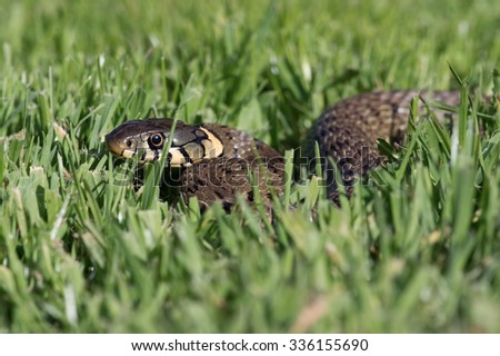 Grass Snake coiled in vibrant green grass/Grass Snake/Grass Snake
