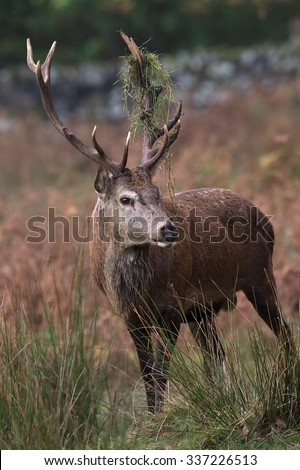 Red Deer Stag in long grass at the edge of forest/Red Deer Stag/Red Deer Stag (Cervus Elaphus)