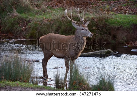 Red Deer Stag in shallow stream at the edge of forest/Red Deer Stag/Red Deer Stag (cervus elaphus)