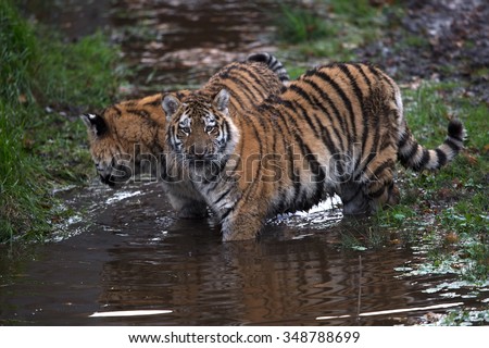 Siberian Tiger Cubs playing in muddy water/Tiger Cubs/Siberian Tiger Cubs (Panthera Tigris Altaica)