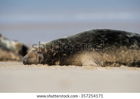 Male Atlantic Grey Seal on Beach/Atlantic Grey Seal/Atlantic Grey Seal (Halichoerus Grypus)