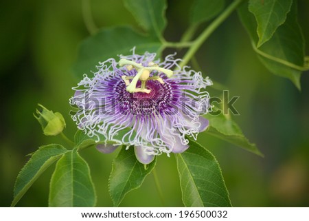 The purple passionflower or maypop (the roots, flowers, and leaves of the maypop contain natural MAO inhibitors that serve as antidepressants.