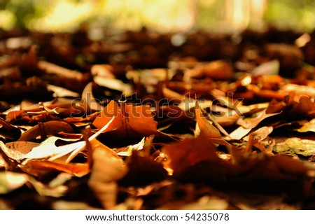 Abundance of dried leaves covering the forest floor.
