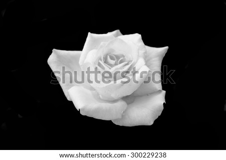 White roses and black background.