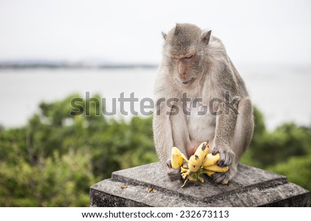 Monkey eat banana