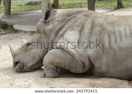 A big rhino feel tired and have some sleep with relax feeling on sand floor