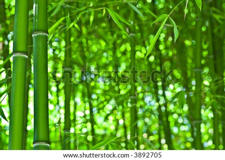 Green Backgrounds on Bamboo Forest  Natural Green Background Stock Photo 3892705