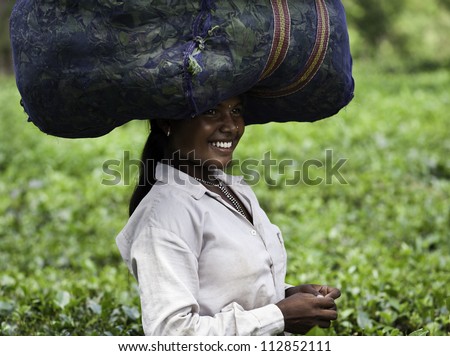 JORHAT, ASSAM - AUGUST 25: Unidentified woman tea-leaf harvester working in a tea plantation lush green with the secong flush of tea leaves  on August 25, 2011 in Jorhat, Assam, India