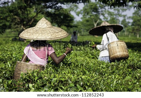 JORHAT, ASSAM - AUGUST 25: Unidentified women tea-leaf harvesters working in a tea plantation lush green with the secong flush of tea leaves  on August 25, 2011 in Jorhat, Assam, India