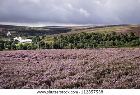 Steam train makes its way to Goathland in the heart of the North York Moors in late summer and the heather is in full bloom.
