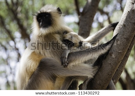 Blace faced, grey langurs, Pushkar, Rajasthan, India. Wild common black faced langurs in a coppice near Pushkar, Rajasthan.