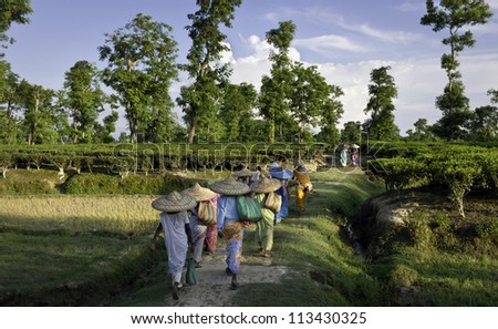 JORHAT - AUGUST 25: Unidentified women tea-leaf harvesters returning home after a days work on the tea plantation photographed on August 25, 2011 at Jorhat, Assam, India