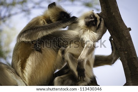 Blace faced, grey langurs, Pushkar, Rajasthan, India. Wild common black faced langurs in a coppice near Pushkar, Rajasthan.