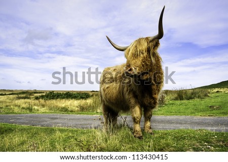 Scottish Highland Cow, Levisham, North York Moors, Yorkshire, UK. A long-haired, long-horned, Scottish highland cow photographed at the height of summer in the North York Moors.