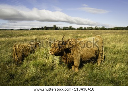 Scottish Highland Cow, Levisham, North York Moors, Yorkshire, UK. A long-haired, long-horned, Scottish highland cow photographed at the height of summer in the North York Moors.