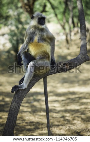 Ajmer, Rajasthan, India. Black faced, common, langur grooms another from the same troop in a coppice of Acacias near the desert town of Ajmer, Rajasthan, India.