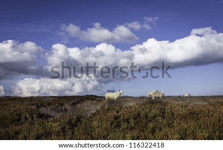 Glaisdale, Yorkshrie, UK. Sheep grazing amongst blooming heather shot in autumn near Glaisdale village in the heart of the North York Moors on a bright sunny day.