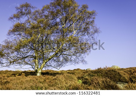 Goathland, Yorkshrie, UK. Poplar tree in the midst of the North York Moors. The shot was taken at autumn on a bright sunny day. The heather is still in bloom.