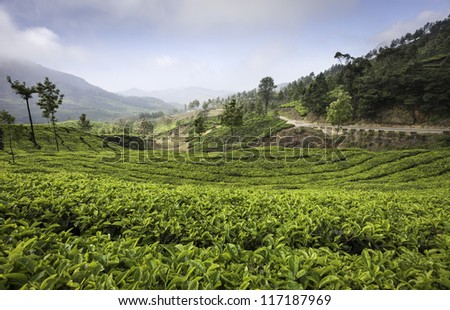 Munnar, Kerala, India. View of a tea plantation with the second flush of tea leaves ready for harvesting. In the background is the Kannan Devan mountain range photographed on a sunny day.