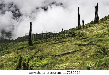 Dirang, Arunachal Pradesh, India. Landscape near Dirang village showing the effects of deforestation and disease in parts of western Arunachal Pradesh which used to be covered in thick virgin forest.