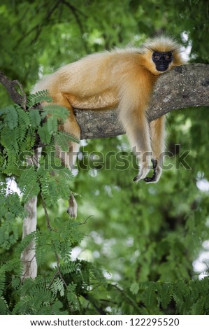 Guwahati, Assam, India. A Gee\'s golden langur, long haired and black faced, resting high up in a tree in Guwahati, Assam, India. The golden langur is an endangered species in India.