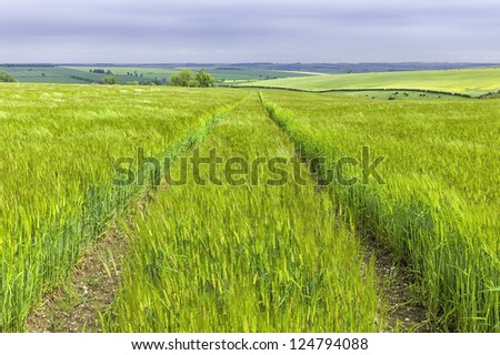 Beverley, Yorkshire, UK. View of a wheat field in late spring on a bright sunny day in the heart of the Yorkshire Wolds near Beverley, Yorkshire, UK.