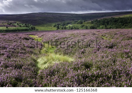 Goathland, Yorkshire, UK. Heather in bloom in late summer in the North York Moors National Park near the village of Goathland.