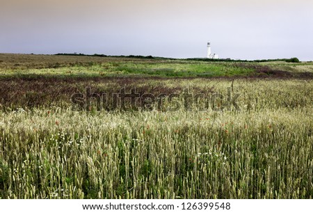 Flamborough, Yorkshire, UK. A wheat field, wild flowers, and the new Lighthouse in the background at Flamborough Head, near Bridlington, Yorkshire, UK.