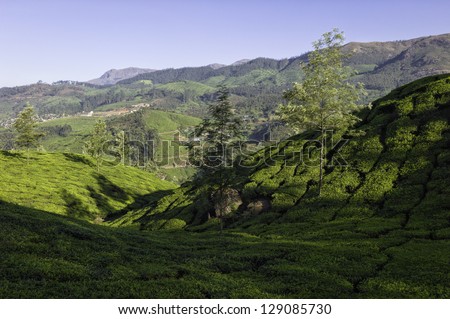 Munnar, Kerala, India. Tea plantation in the rolling landscape of the Kannan Devan Hills on a bright winter morning in Munnar, Kerala, India.