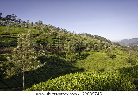 Munnar, Kerala, India. Tea plantation in the rolling landscape of the Kannan Devan Hills on a bright winter morning in Munnar, Kerala, India.