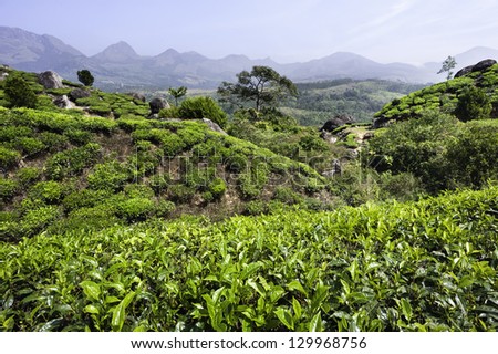 Munnar, Kerala, India. View of a tea plantation in the midst of the rolling beautiful landscape of the Kannan Devan Hills in Munnar, Kerala, south India. A bright winter\'s day.