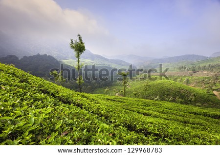 Munnar, Kerala, India. View of a tea plantation in the midst of the rolling beautiful landscape of the Kannan Devan Hills in Munnar, Kerala, south India. A bright winter's day.