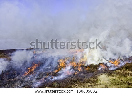 Goathland, Yorkshire, UK. Heather set on fire to reinvigorate fresh growth. A strategy employed by moorland management in the North York Moors National Park on a rotational basis.
