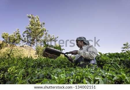 MUNNAR, INDIA - DECEMBER 12, 2012: unidentified harvester uses modern shears instead of fingers to crop the flush of young tea leaves on December 12, 2012 in Munnar, Kerala, India.