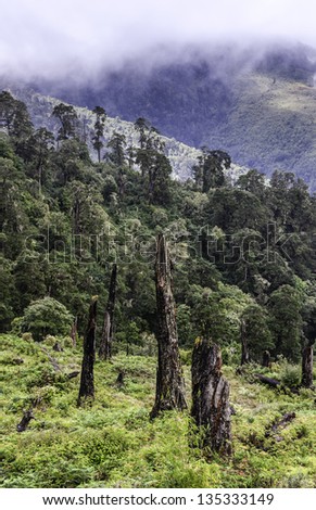 Tawang, Arunachal Pradesh, India. View of disease and deforestation in the high mountains and forests near the town of Dirang in Tawang district in western Arunachal Pradesh, north east India.