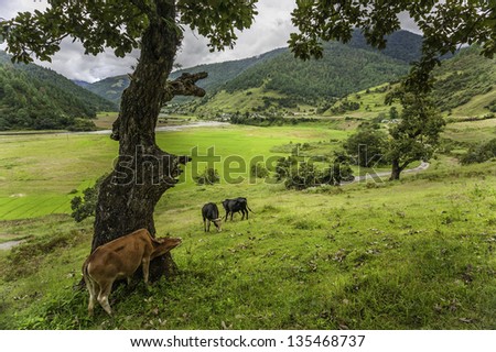 Tawang, Arunachal Pradesh, India. Cows graze in the beautiful Sangti valley with high mountains and the Sangti river (just seen in this photo). The mountain slopes are heavily forested.