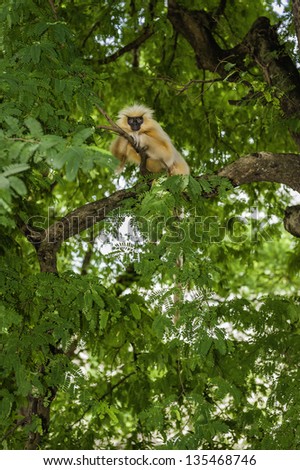 Guwahati, Assam, India. A Gee's golden langur sits high up in a tree in forest near Guwahati in Assam, north east India.