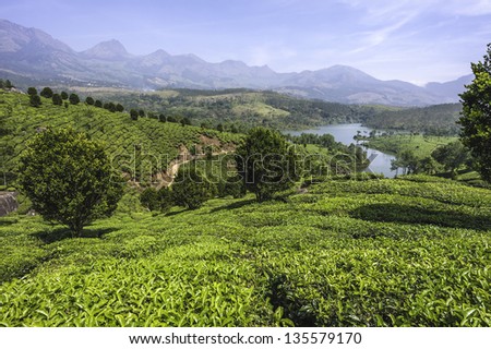 Munnar, Kerala, India. View of a tea plantation and the undulating landscape of the Kannan Devan Hills in Munnar, Kerala, India.