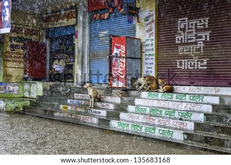 VARANASI, INDIA - AUGUST 11: Heavy monsoon rain causes a flash flood and stray dogs and shopkeeper take shelter on August 11, 2011 in Varanasi, India.