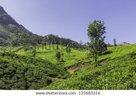Munnar, Kerala, India. View of a tea plantation on a bright sunny day high up in the Kannan Devan Hills in Munnar, Kerala, India.