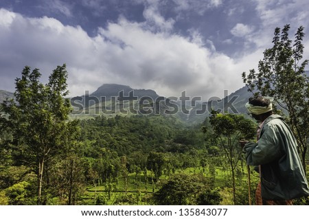 MUNNAR, INDIA - JANUARY 12: A local security guard watches over the undulating landscape of a tea plantation on January 12, 2012 in Munnar, Kerala, India.