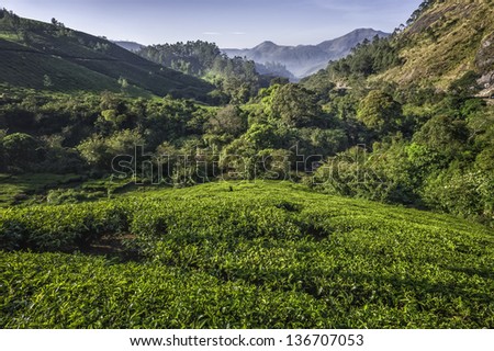 Munnar, Kerala, India. A tea plantation in the middle of the undulating landscape of the valleys and peaks of the Kannan Devan Hills at dawn at Munnar, Kerala, India.