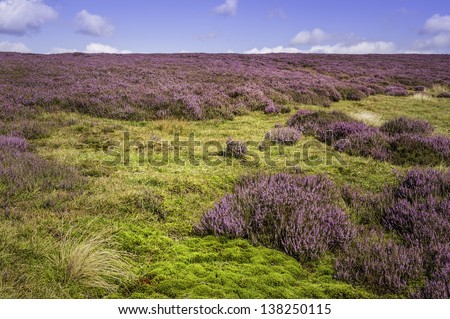 Goathland, Yorkshire, UK. View of heather in bloom on a bright summer day in the heart of the North York Moors near the village of Goathland, Yorkshire, UK.