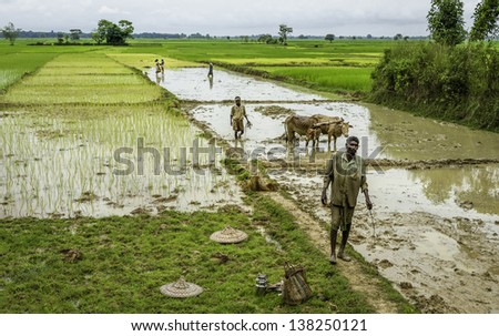 JORHAT, INDIA - AUGUST 23: Farmers plough (plow) paddy fields in the traditional way using bullocks while women plant the rice saplings on August 23, 2012 in village near Jorhat, Assam, India.