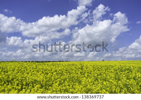 Beverley, Yorkshire, UK. View of a field of oil seed rape in full bloom on a fine summer day with blue sky and clouds near the market town of Beverley, East Riding of Yorkshire, UK.