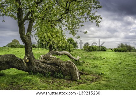 Beverley, Yorkshire, UK. Trees following lightening storm and severe winter lining the banks of the river Hull on a fine spring morning near Beverley, East Riding of Yorkshire, UK.