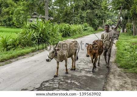 JORHAT, INDIA - AUGUST 23: a traditional farmer carries a wooden plough over is shoulder whilst walking his cows towards a paddy field on August 23, 2011 near Jorhat, Assam India.
