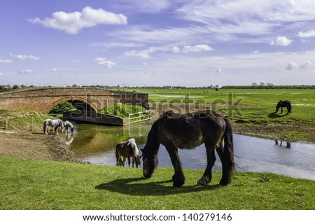 Beverley, Yorkshire, UK. Skewbald horses grazing on Swine Moor and drinking water next to a brick arch bridge on a spring morning in Tickton near Beverley, East Riding of Yorkshire, UK.