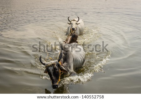 PATNA, INDIA - OCTOBER 14: A farmer attempts to bathe his large oxen in a lake near Vaishali on October 14, 2012 Patna, Bihar, India. The bulls are used with wooden plough to till the fields.